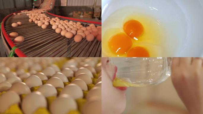 鸡蛋+养鸡场+生鸡蛋