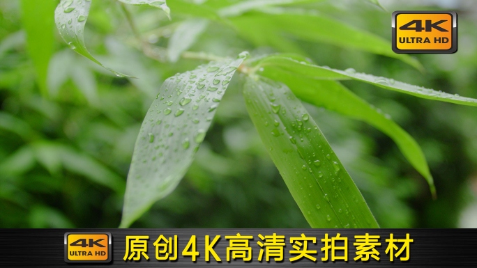 【4K】原创夏季雨季下雨梅雨季唯美空镜C