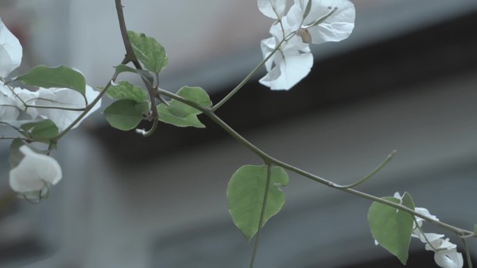 慢镜头 摇曳的小白花  脉络清晰绿叶