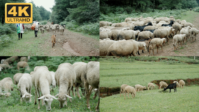 【4K】羊素材，山羊吃草，山羊放牧，放羊