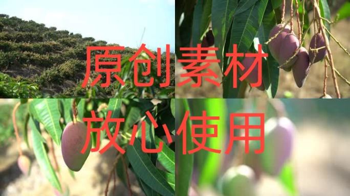 【高清原创】海南贵妃芒产地