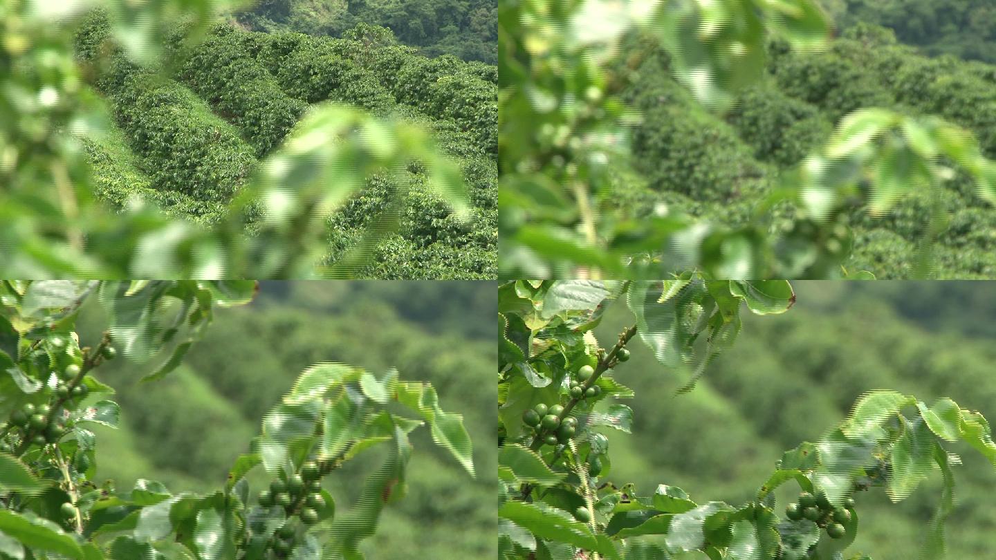 巴西公平贸易咖啡种植园