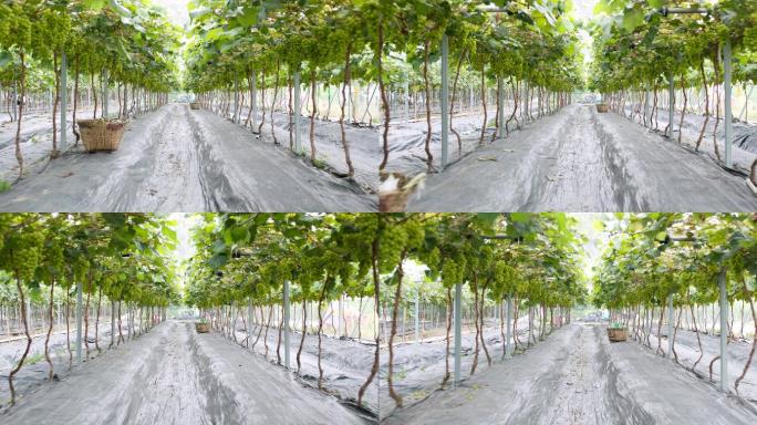 葡萄种植水果果树农村农业