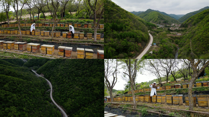 集安山峰山峦河流养蜂人椴树蜜蜂箱