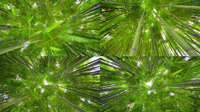 4K竹林-竹子-绿竹