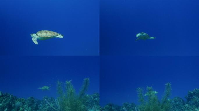 绿海龟在珊瑚礁中游泳
