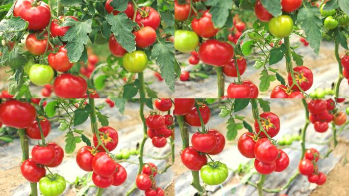 大棚种植番茄西红柿土地流转