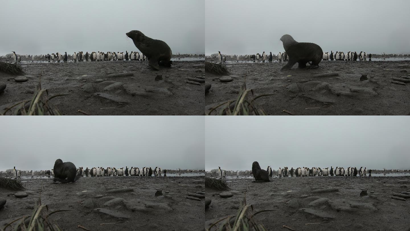 在一群企鹅前走过的海豹