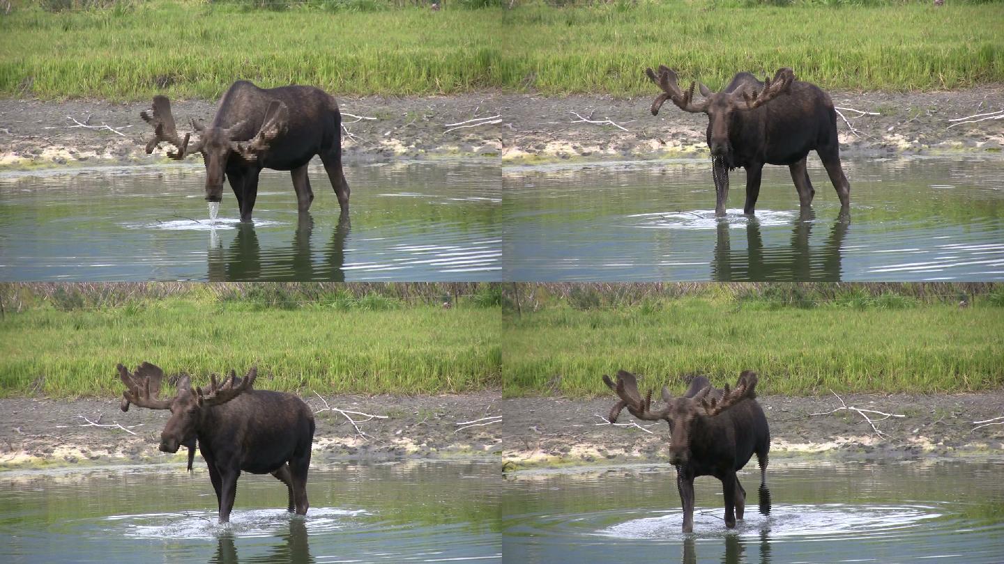 公麋鹿在浅水中散步和饮水
