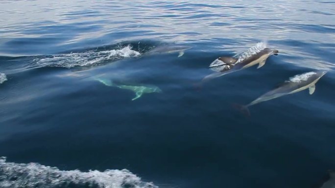 海豚群海洋里的海豚海豚跃出水面一群海豚