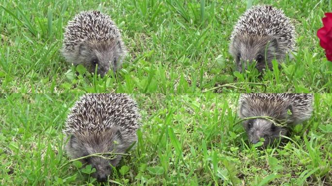 刺猬萌宠宠物觅食物种种类草地绿色