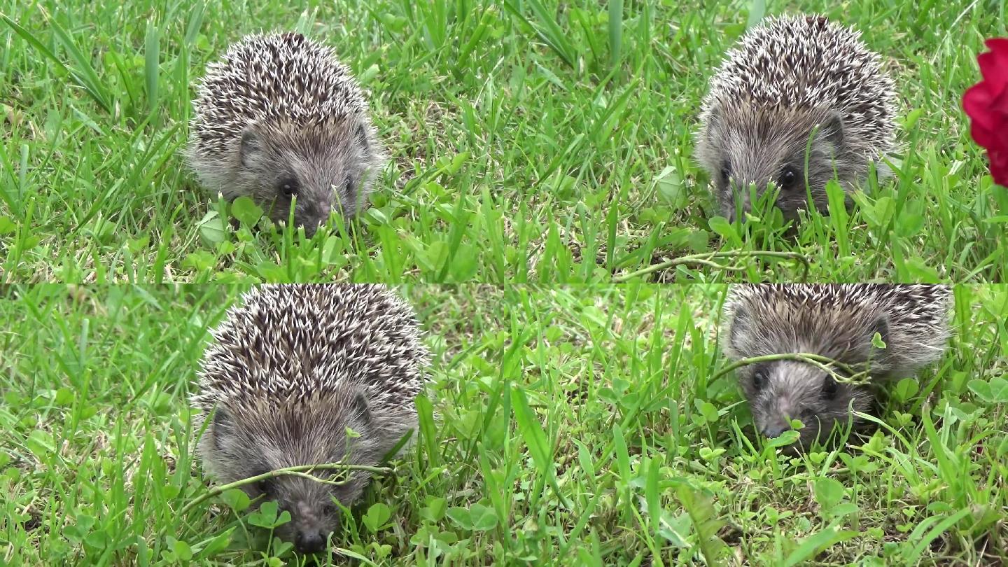 刺猬萌宠宠物觅食物种种类草地绿色