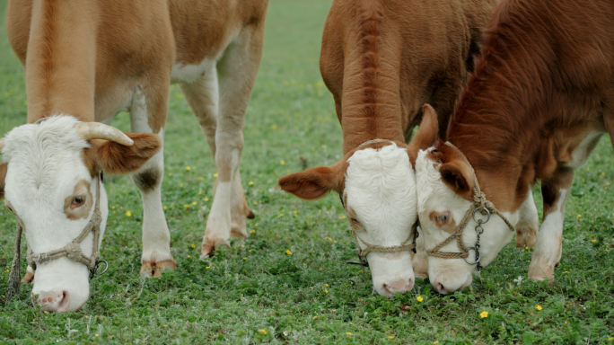 【4K】吃草的牛，在牧场吃草的黄牛