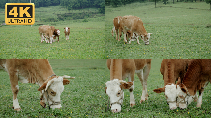 【4K】吃草的牛，在牧场吃草的黄牛