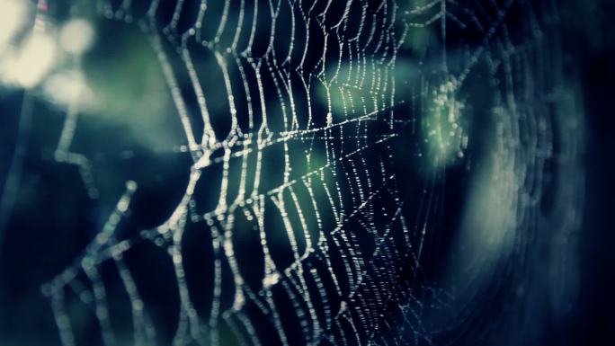 黑暗中的蜘蛛网