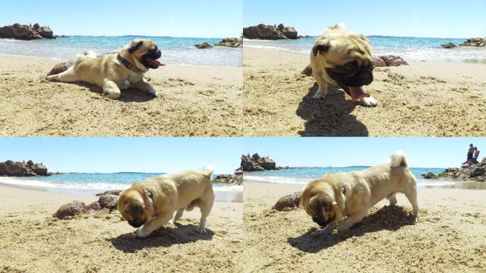 哈巴狗在沙滩上玩