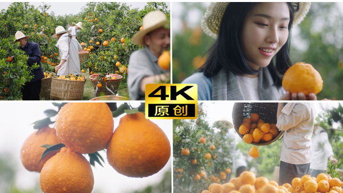 橙子柑橘农民橘子水果果园农业扶贫乡村丰收
