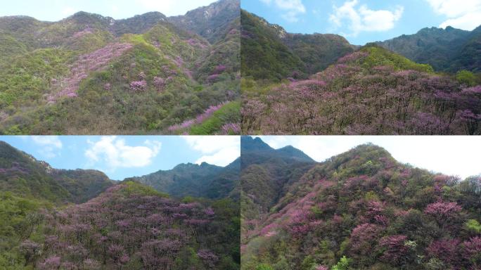 大山里野花4K航拍