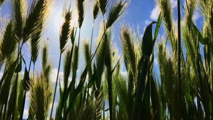 农业小麦耕地种植丰收农民