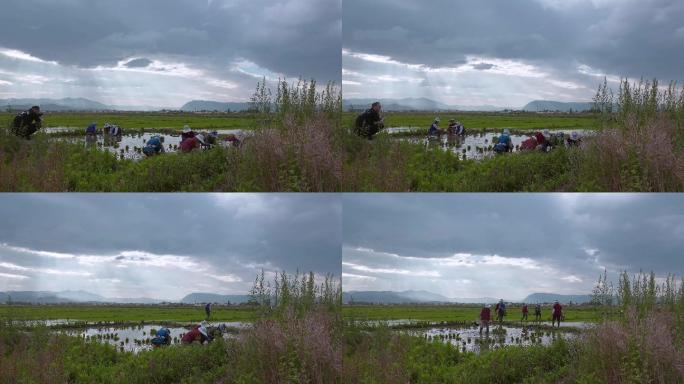 农民插秧视频云南农村农民在田里劳作