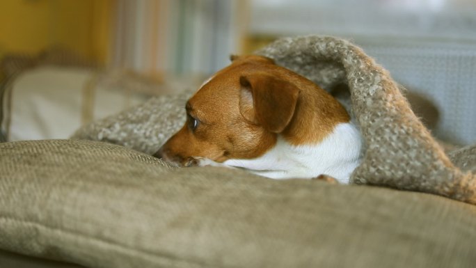 狗狗盖着毯子睡觉。