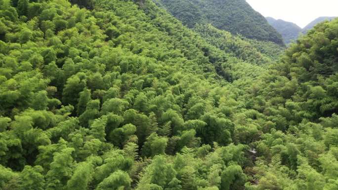 航拍竹林空镜中高低机位