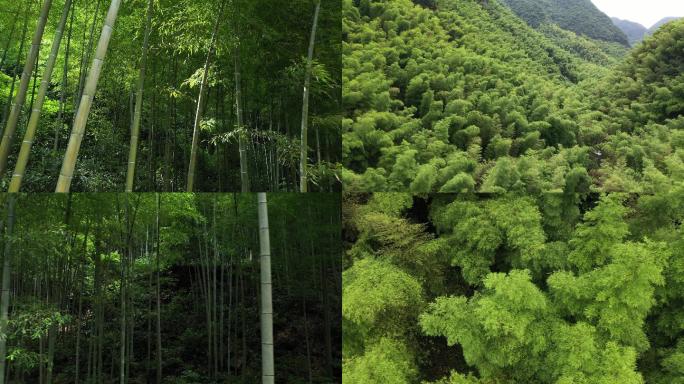 航拍竹林空镜中高低机位