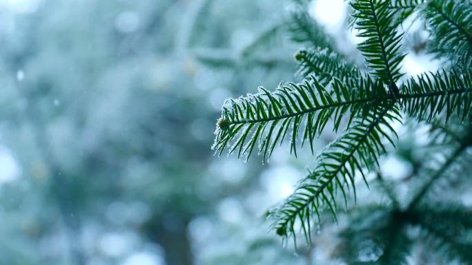 雪落在松树枝上