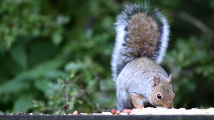 在吃食物的小松鼠松鼠觅食松鼠吃东西保护动