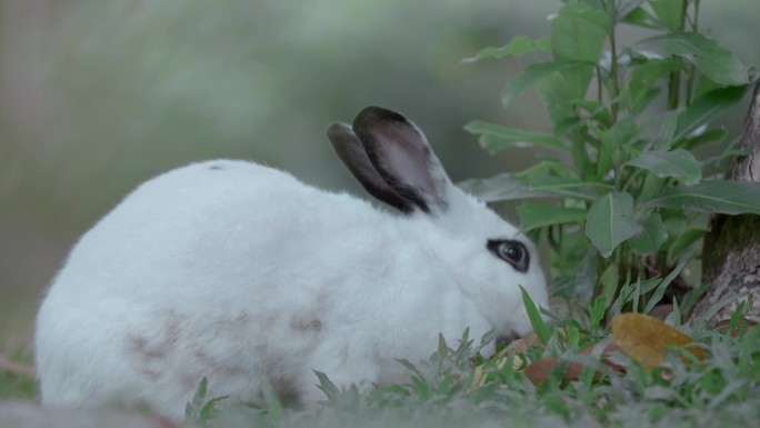 小白兔吃草