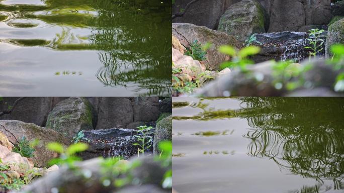 树林流水小鸟喝水飞翔鸟声水声