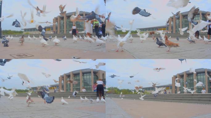 【4K原声】鸽子起飞、广场群鸽