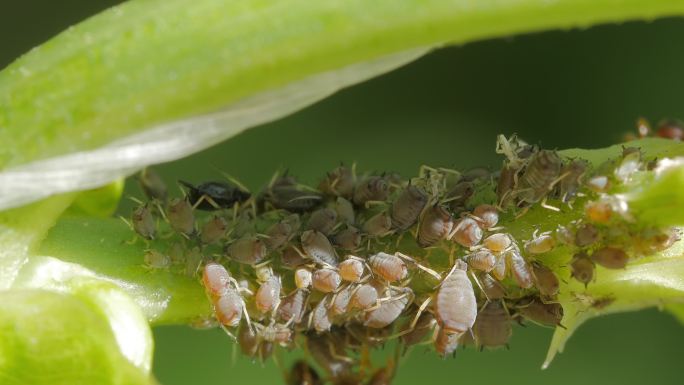 绿蚜虫成群结队以植物茎为食