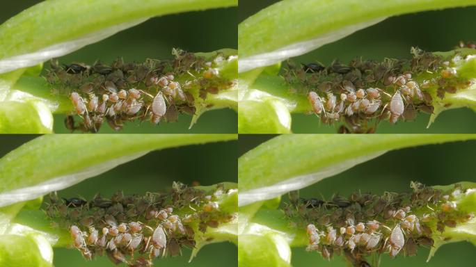 绿蚜虫成群结队以植物茎为食