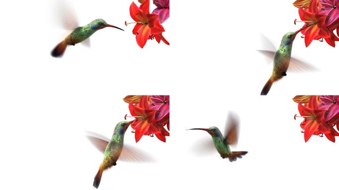 蜂鸟，美丽的3d动画
