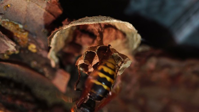大黄蜂筑巢。