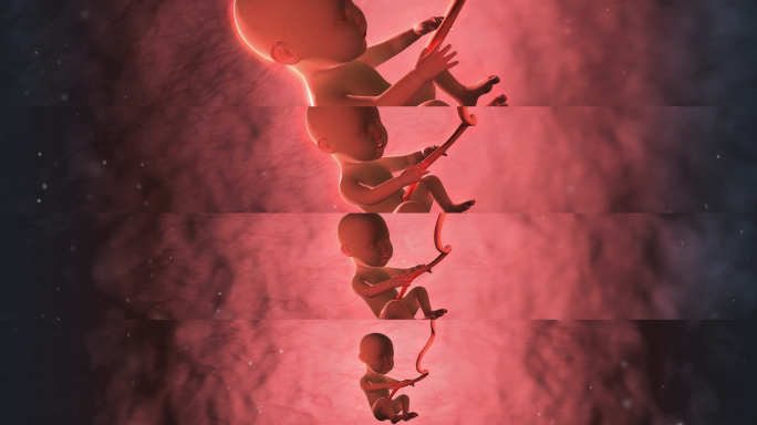 （超宽屏）胚胎-孕育新生命