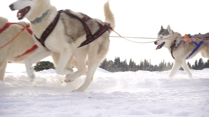哈士奇拉雪橇雪橇犬冬天北极圣诞节