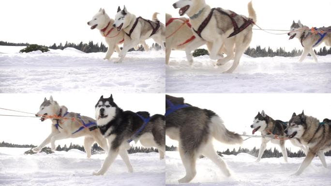 哈士奇拉雪橇雪橇犬冬天北极圣诞节