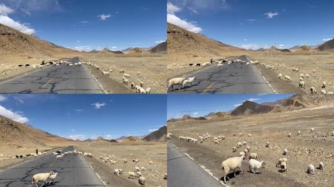 羊群过马路1