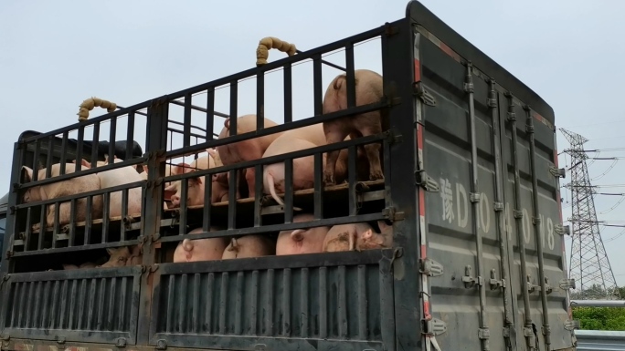 高速公路货车上的一群猪