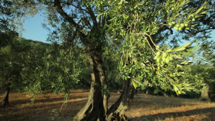 橄榄枝唯美阳光森林树叶逆光小清新植物树木