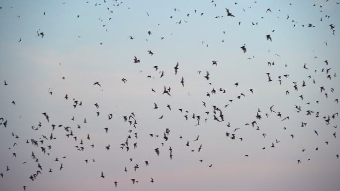 一群黑蝙蝠在天空上飞翔。