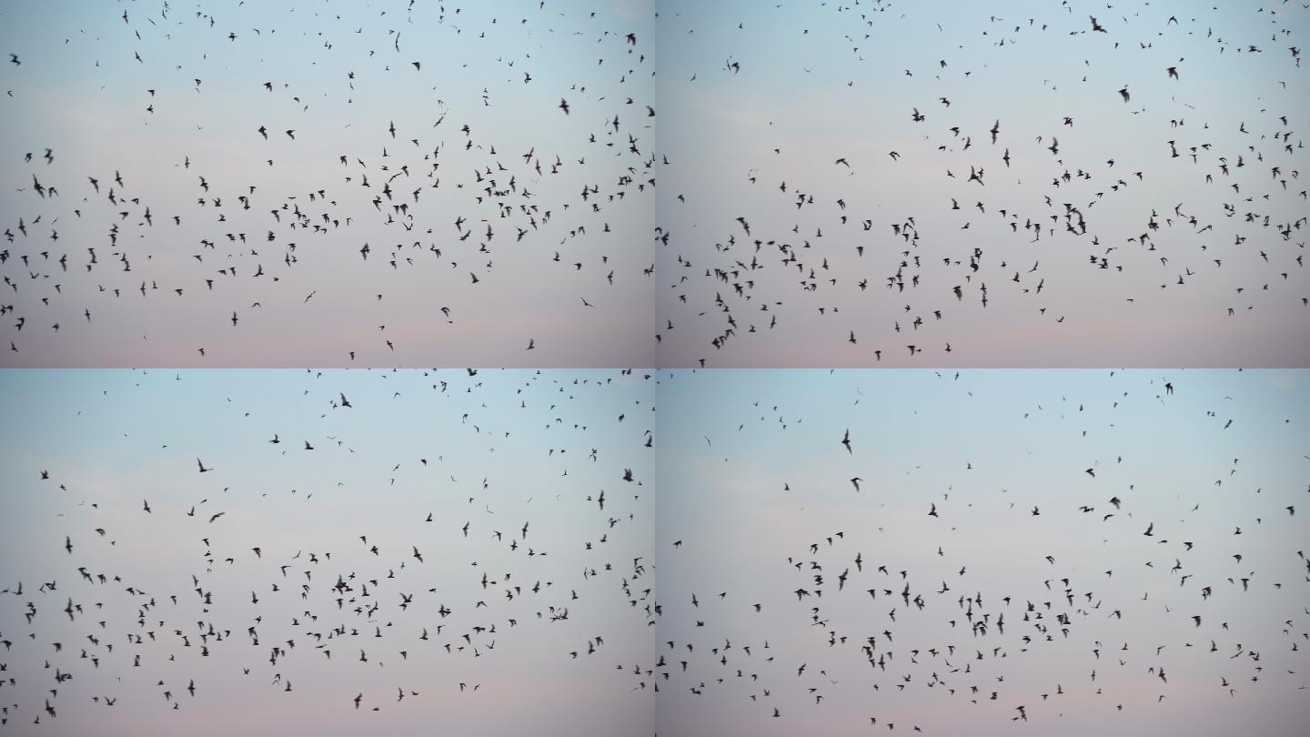 一群黑蝙蝠在天空上飞翔。