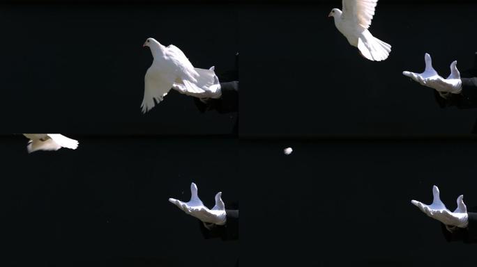 从魔术师手上慢动作起飞的白鸽