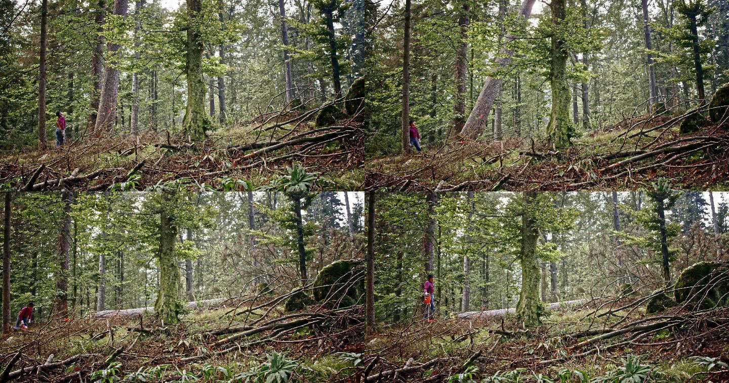 伐木工人在森林里砍树