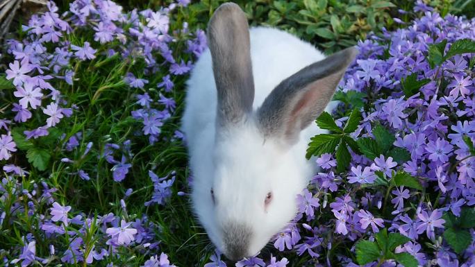 白兔和丁香花。小兔子吃花