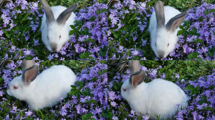 白兔和丁香花。小兔子吃花