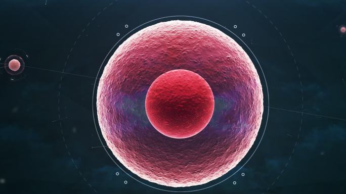 （超宽屏）精子细胞-三维动画