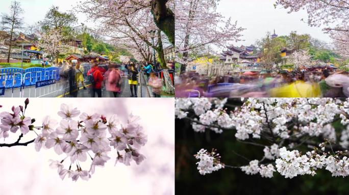 鸡鸣寺樱花延时